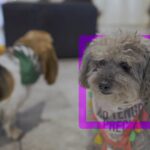 OctoberPet CC Nuestro Bogotá
